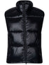 Ailantus gilet